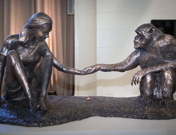 Dr. Jane Goodall Unveils Life-Sized Bronze Sculpture ‘The Red Palm Nut’ by Artist Marla Friedman Depicting Goodall and Chimpanzee David Greybeard